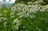 Achillea cartilaginea. Верхушки цветущих растений. Южный Урал, р. Уфа, травянистая полка у реки. 10 августа 2014 г.