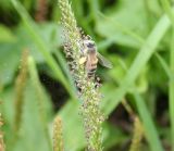 Plantago cornuti. Часть соцветия (видна осыпающаяся пыльца) с собирающей пыльцу пчелой медоносной. Восточный Казахстан, Уланский р-н, окр. с. Украинка, луг. 11.07.2012.