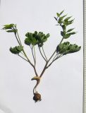 Corydalis malkensis