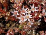 Sedum hispanicum