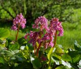 Bergenia crassifolia