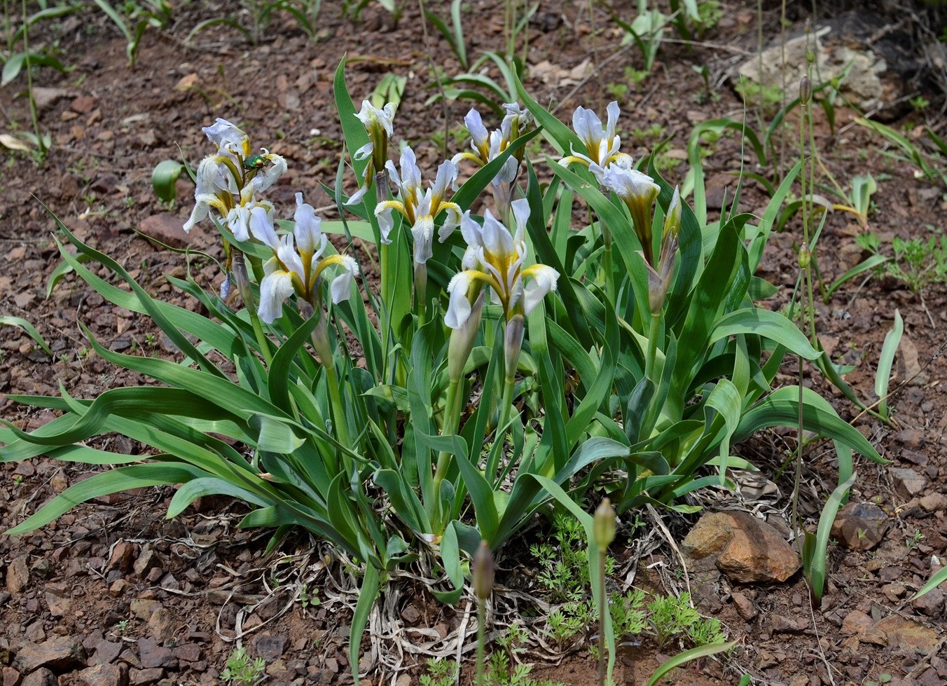 Изображение особи Iris glaucescens.