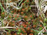 Polytrichum juniperinum. Гаметофиты с антеридиями. Иркутская обл., Шелеховский р-н, окр. с. Шаманка, берег р. Иркут, на старом пне возле кустарников. 10.05.2016.