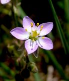 Spergularia media