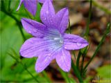 Campanula patula