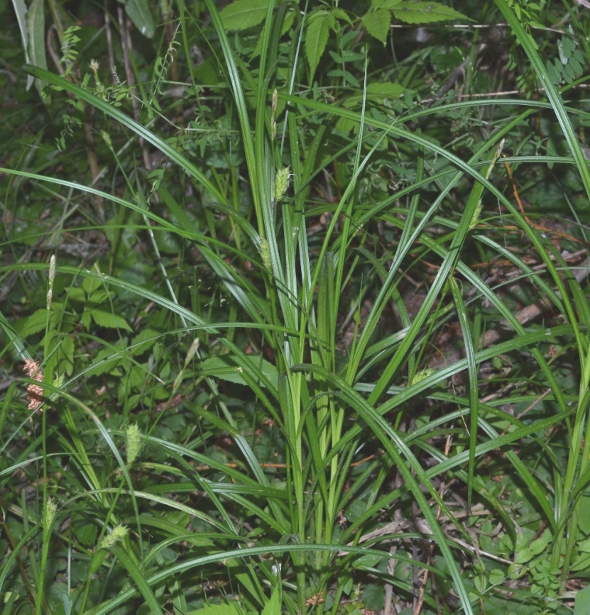 Изображение особи Carex hirta.