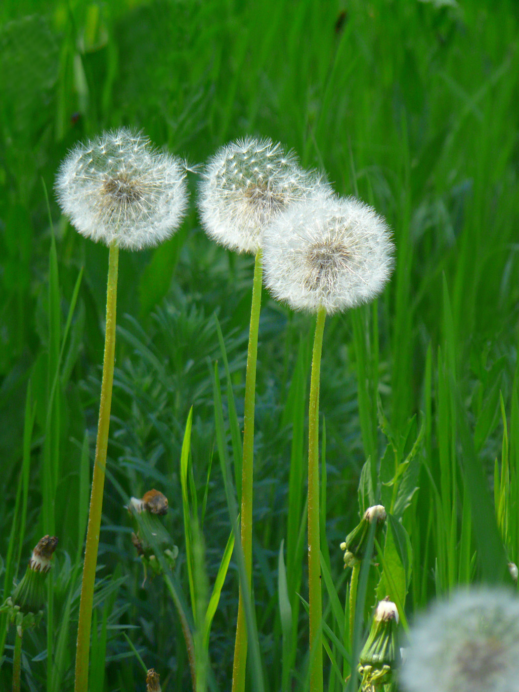 Изображение особи Taraxacum officinale.