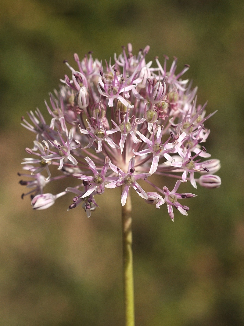Изображение особи Allium vvedenskyanum.