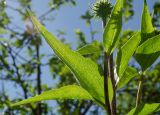 Echinacea purpurea. Верхушка зацветающего растения (видны листья с абаксиальной стороны). Пермь, Кировский р-н, садовый участок. 4 августа 2018 г.