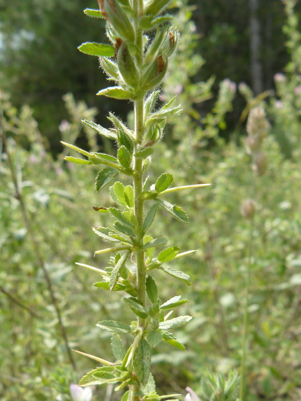 Изображение особи Ononis arvensis ssp. spinescens.