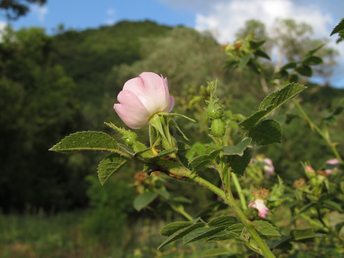 Изображение особи Rosa rubiginosa.