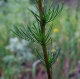 Artemisia campestris