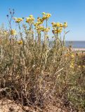 Helichrysum arenarium