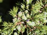 Juniperus sibirica