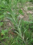 Inula germanica