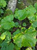 Tussilago farfara