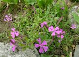 Silene schafta