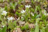 Cerastium semidecandrum