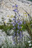 Campanula sarmatica