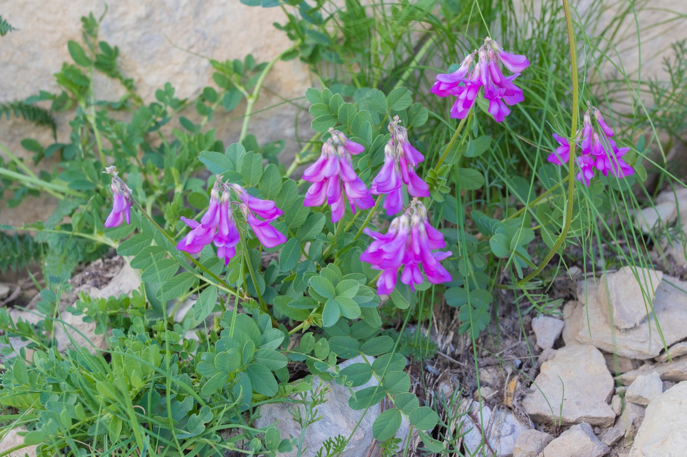 Изображение особи Hedysarum caucasicum.