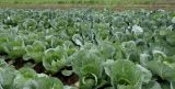 Brassica oleracea разновидность capitata. Плантация кочанной капусты. Камчатский край, Елизовский р-н, фермерское хозяйство. 17.08.2022.