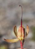 Rhododendron camtschaticum