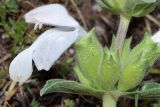 Phlomoides labiosa. Цветок. Узбекистан, Самаркандская обл., Ургутский р-н, глинисто-песчаная почва. 08.05.2022.