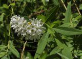 Lysimachia barystachys. Верхушка цветущего растения. Приморский край, Уссурийский гор. округ, окр. с. Монакино, небольшая сопка, поляна в широколиственном лесу. 13.07.2022.