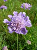 Scabiosa comosa