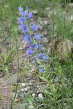 Echium vulgare