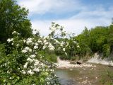 Crataegus rhipidophylla. Верхушка цветущего растения. Краснодарский край, Абинский р-н, окр. станицы Шапсугская, каменистый берег р. Скобидо. 30.04.2016.