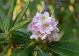 род Rhododendron. Соцветие и листья. Санкт-Петербург, Курортный р-н, г. Сестрорецк, парк \"Дубки\". 23.06.2023.