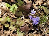 Hepatica nobilis. Цветущее растение с перезимовавшими листьями. Санкт-Петербург, Дудергофские высоты, широколиственный лес. 20.04.2008.