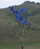 Delphinium grandiflorum