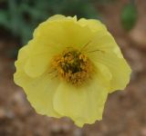 Papaver nudicaule