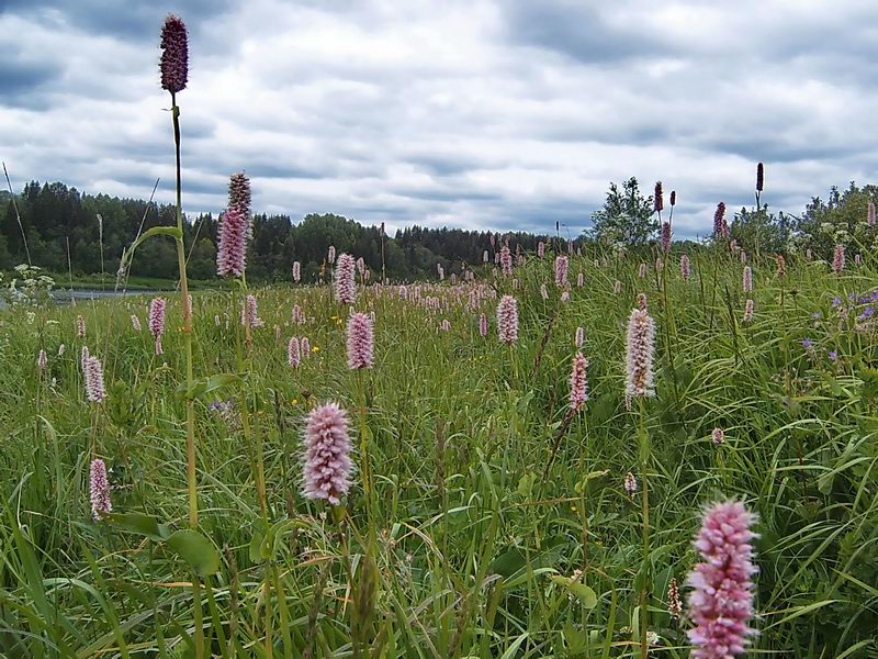 Изображение особи Bistorta officinalis.