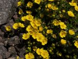 Potentilla gelida