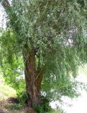 Salix × fragilis. Нижняя часть крупного дерева. Астраханская обл., Камызякский р-н, с. Каралат, берег р. Табола. 10.08.2011.