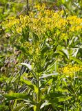 Senecio sarracenicus