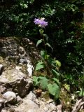 Campanula trachelium