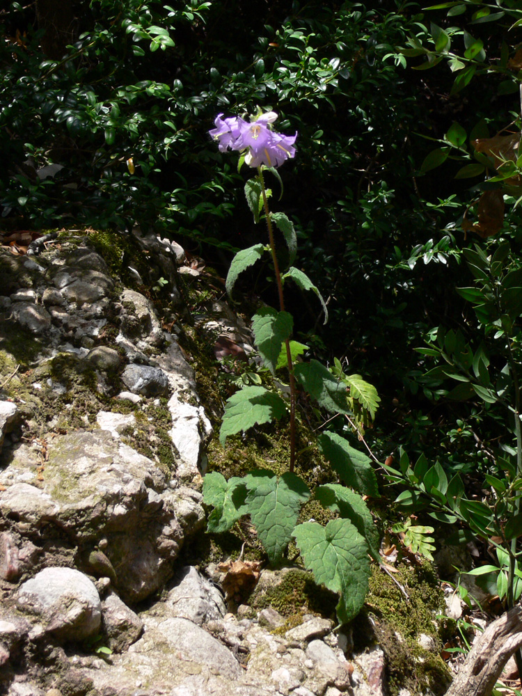 Image of Campanula trachelium specimen.