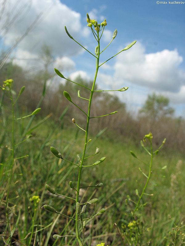 Изображение особи Draba nemorosa.