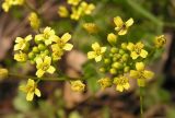 Draba nemorosa. Соцветие. Приморский край, Спасский р-н, с. Хвалынка. 08.05.2013.