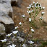 Saxifraga crustata