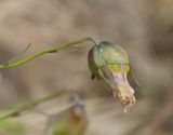 Campanula rotundifolia. Завязавшийся плод. Мурманская обл., Североморский р-н, губа Грязная. 13.07.2013.