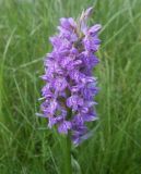 Dactylorhiza baltica