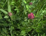 Trifolium alpestre. Верхушки цветущих растений. Белгородская обл., Губкинский р-н, запов. \"Белогорье\" \"Ямская степь\". 14 июня 2009 г.