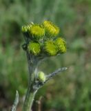 Tephroseris integrifolia