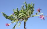 Astragalus monspessulanus