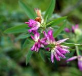 Trifolium lupinaster. Верхушка растения с соцветиями. Юг Красноярского края, окрестности г. Минусинск. Июль 2009 г.